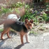 Picture of dog found at Pionnat