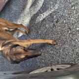 Picture of dog found at Cazats