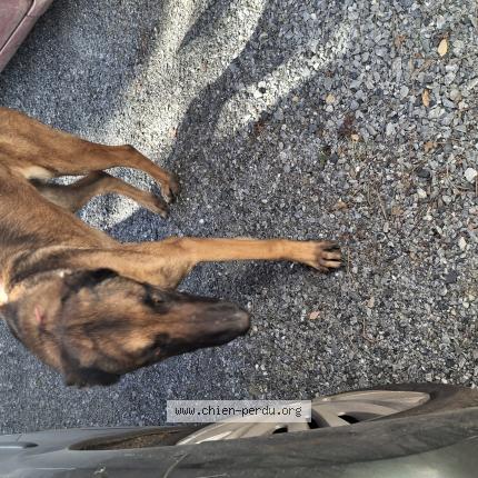 Photo 1/1 Found dog Found in Cazats