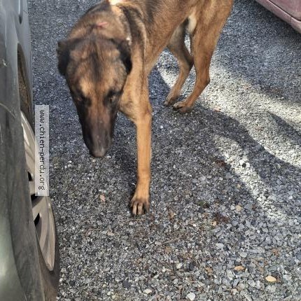 Photo 1/1 Found dog Found in Cazats