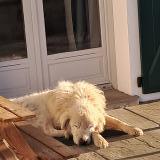 Picture of dog found at Larceveau Arros Cibits