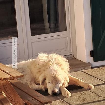 Photo 1/1 Found dog Found in Larceveau arros cibits