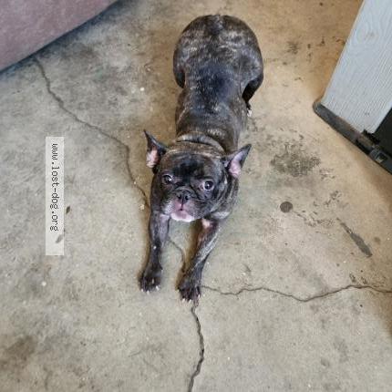 Photo 1/5 Found dog Found in Montebello