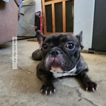 Photo 2/5 Found dog Found in Montebello