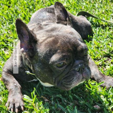 Photo 4/5 Found dog Found in Montebello