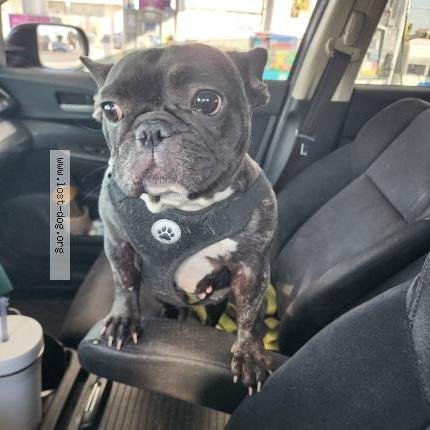 Photo 5/5 Found dog Found in Montebello