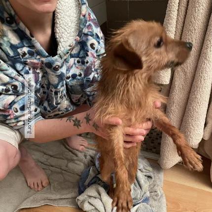 Photo 1/1 Found dog Found in Anould