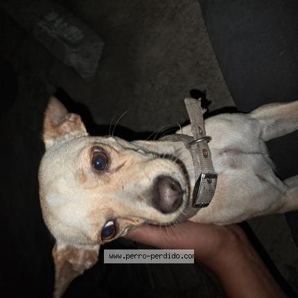 Photo 1/1 Found dog Found in Santo domingo este juan lopez