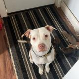 Picture of dog lost at Holyrood