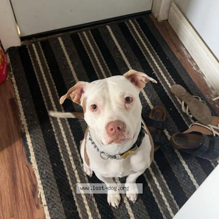 Photo 1/1 Katana Dog lost in Holyrood