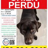 Picture of dog lost at Sainte Sophie