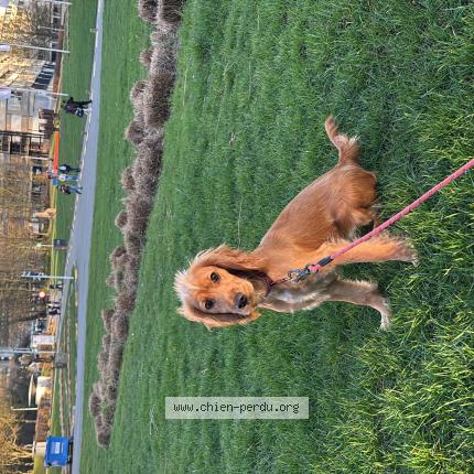 Photo 1/1 Popi Chien lost in La hulpe