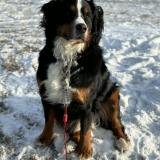 Picture of dog lost at Sainte Madeleine