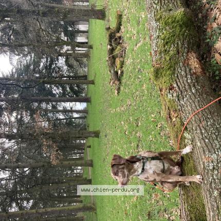 Photo 1/1 Eko Chien lost in Saint priest