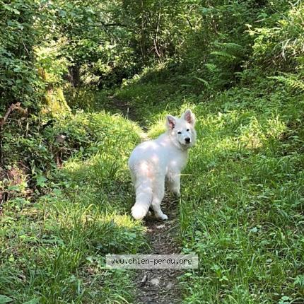 Photo 1/1 Reunited dog Lost in Arthez D Asson