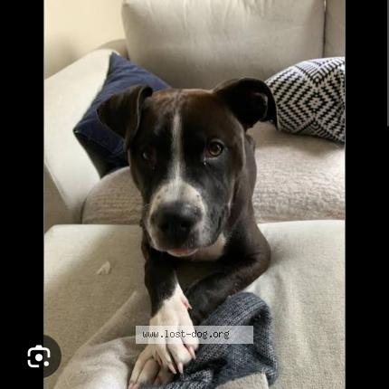 Photo 1/1 Snookie Chien lost in Wildomar