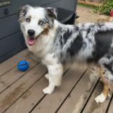 Picture of dog lost at Vaudreuil Dorion