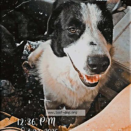 Photo 1/1 Ezra Chien lost in Del rio