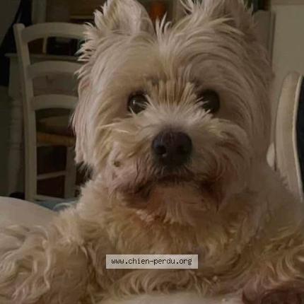 Photo 1/1 Sherlock Dog lost in Ault