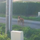 Picture of dog found at Albefeuille Lagarde