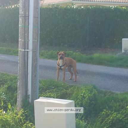 Photo 1/1 Found dog Found in Albefeuille lagarde