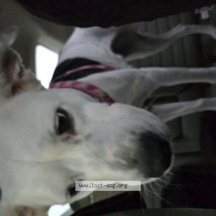 Photo 1/1 Leela Dog lost in Selma