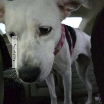 Photo 1/1 Leela Chien lost in Selma