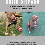 Photo of a dog found in Sainte Anne