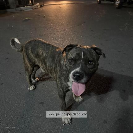 Photo 1/1 Found dog Found in Montevideo