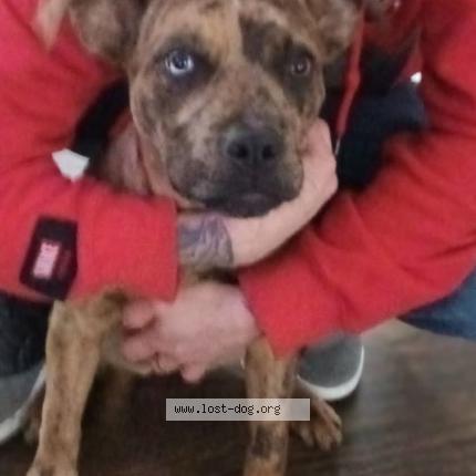 Picture of dog lost at Cartersville