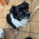 Picture of dog lost at Jardin