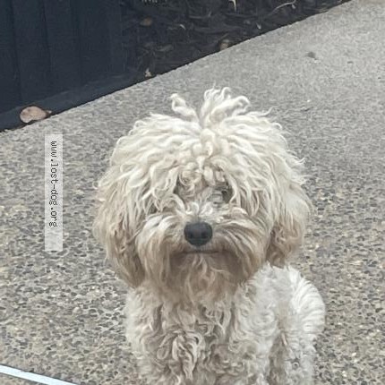 Photo 1/1 Kobe Chien lost in Fresno