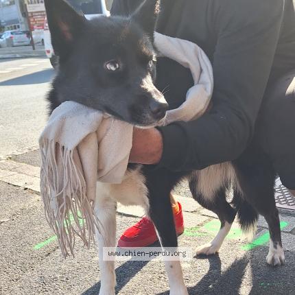 Photo 1/1 Found dog Found in Lannion