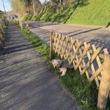 Picture of dog found at Saint Denis Sur Scie