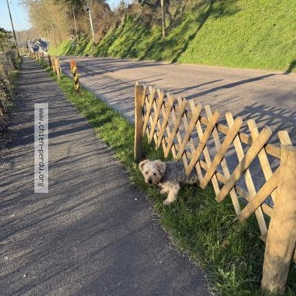 Photo 1/1 Found dog Found in Saint denis sur scie