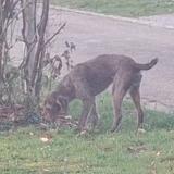 Photo of a dog found in Cul Des Sars