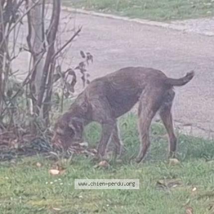 Foto van gevonden hond in Cul Des Sars