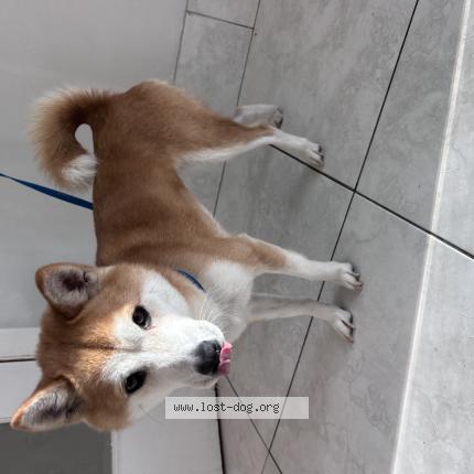 Photo 1/1 Found dog Found in Miramar