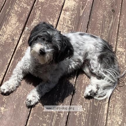 Photo 1/1 Sophie Chien lost in Boerne