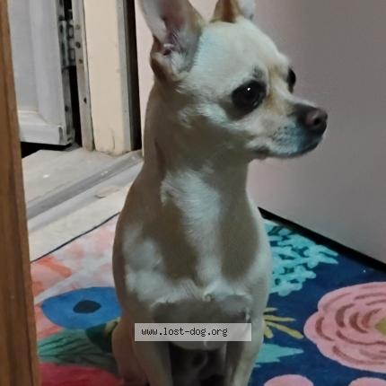 Photo 1/1 Found dog Found in Las cruces