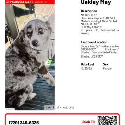 Photo 1/1 Oakley May Chien lost in Elizabeth