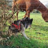 Picture of dog found at La Bazoge