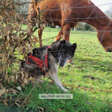 Photo 1/1 Found dog Found in La bazoge