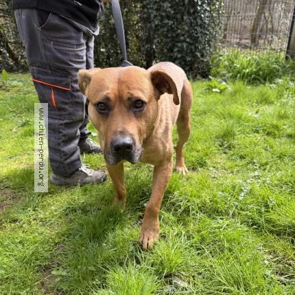 Photo 1/1 Found dog Found in Tulle