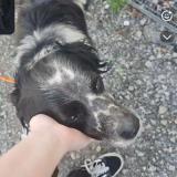 Picture of dog found at Balinghem