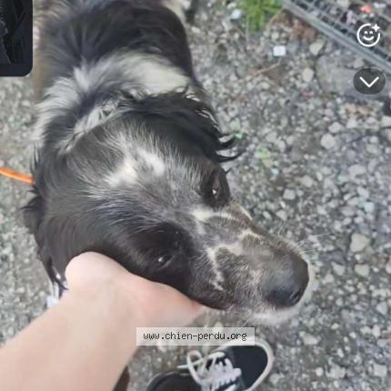 Photo 1/1 Found dog Found in Balinghem