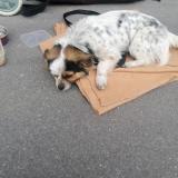 Picture of dog found at Paris 17