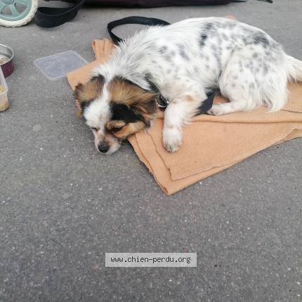 Photo 1/1 Found dog Found in Paris 17