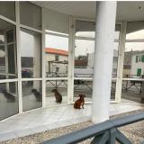 Picture of dog found at Clavette