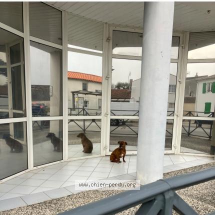 Photo 1/1 Found dog Found in Clavette